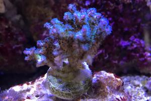 Pocillopora lemon lime Thumbnail