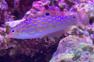 Timor Wrasse Thumbnail