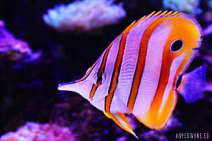 Copperband Butterflyfish Thumbnail