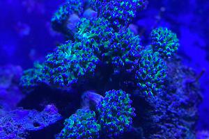 Purple Tip Green Frogspawn Thumbnail