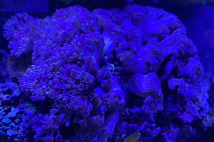 Pulsing Xenia Thumbnail