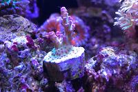 Red Planet Acropora Thumbnail