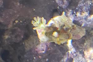 Green Clove Polyp Thumbnail