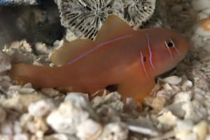 Clown Goby Citrinis Thumbnail