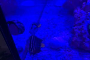 Sailfin Tang Thumbnail