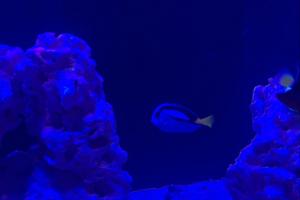 Blue Tang Thumbnail