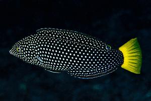 Yellow Tail Wrasse Thumbnail