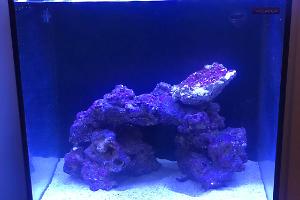 Nano Reef 24 G on Aug 17, 2020