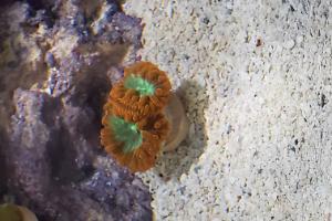 Big Polyp Blastomussa Coral Thumbnail