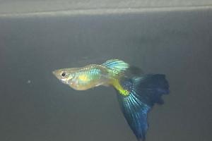 Fantail guppy Thumbnail