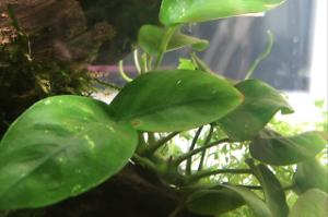 Anubias Barteri v.Nana Thumbnail