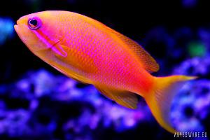 Lyretail Anthias Thumbnail