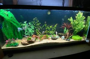 My 55G Aquarium Thumbnail