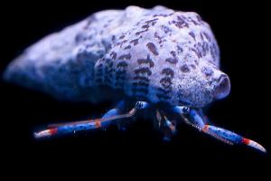 Blue Legged Hermit Crab Thumbnail