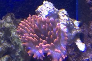 Bubble Tip Anemone Thumbnail