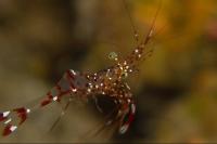 Anton Brunni Cleaner Shrimp Thumbnail