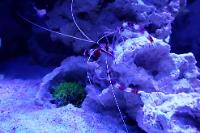 Coral banded shrimp Thumbnail