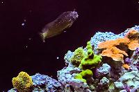 Stary Blenny