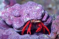 Scarlet Reef Hermit Crabs Thumbnail