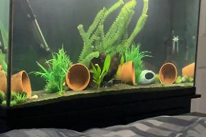 My Aquarium Thumbnail