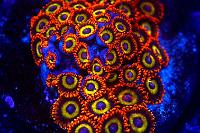 Fruit Loops Zoas Thumbnail