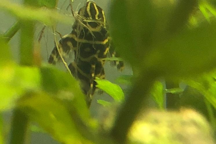 Clown Pleco / Panaque maccus 152