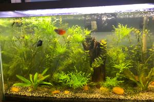 Planted Tetra 29 Thumbnail