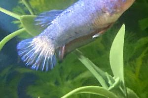 Betta Thumbnail