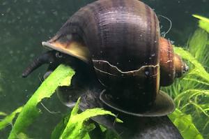 Mystery Snail Thumbnail