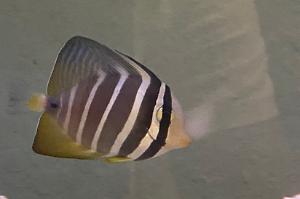 Sailfin tang Thumbnail