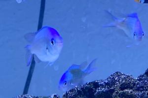 Chromis Thumbnail