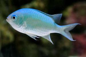 Blue/Green Reef Chromis Thumbnail