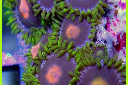 Gorilla Nipples Zoa / Zoanthus sp var Gorilla Nipples 106