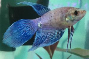 Betta Thumbnail