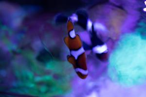 Ocellaris Clownfish Thumbnail