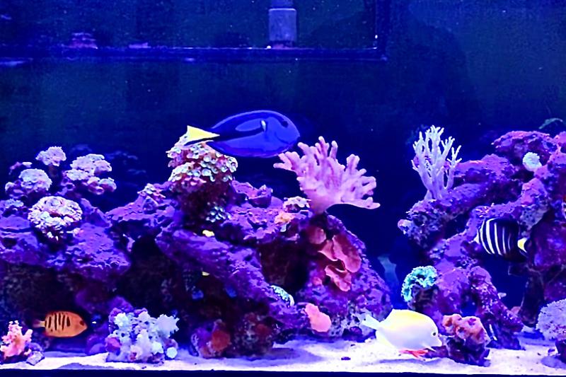 JLT Reef Tank Thumbnail