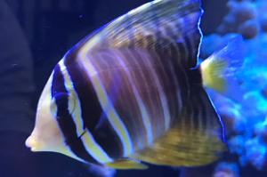 Sailfin Tang Thumbnail