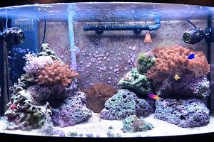 46 gallon bow front Thumbnail