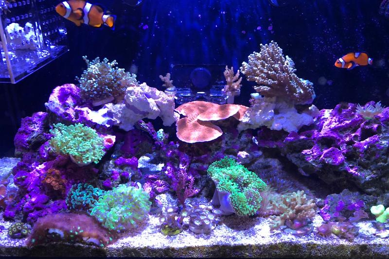 My Neo IM20 reef Thumbnail