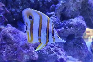 Copperband Butterflyfish Thumbnail