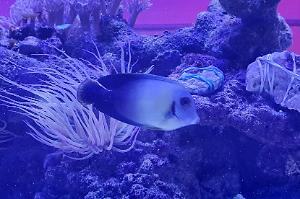 Acanthurus Pyroferus Half-Black Thumbnail