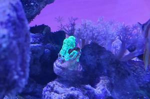 Horn Coral Thumbnail