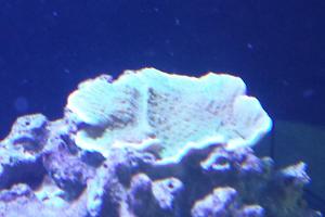 Ruffled Ridge Coral Thumbnail