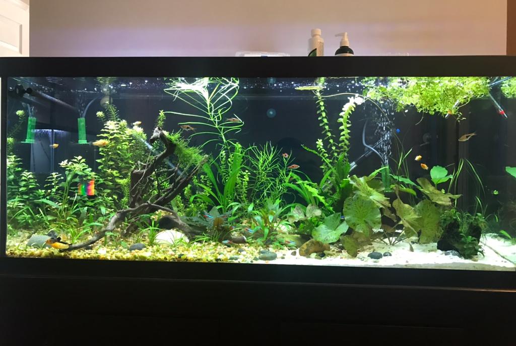 My 75 Gallon on Aug 28, 2020