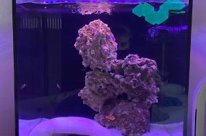 Bedroom Reef Tank Thumbnail