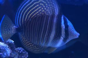 Red Sea Sailfin Tang Thumbnail