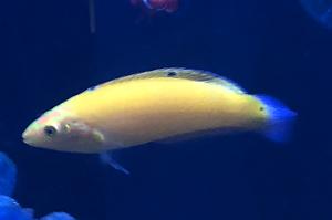 Yellow Corris Wrasse Thumbnail