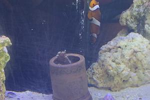 Starry Blenny Thumbnail