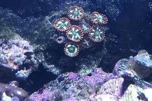 Ring of Fire Zoanthid Thumbnail