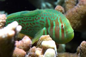 Clown Goby, Green Thumbnail